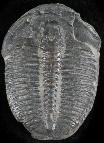 Elrathia Trilobite - Wheeler Shale, Utah #24814